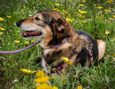 Emily – eine verletzte Seele sucht nach Geborgenheit, Mischling - Hündin