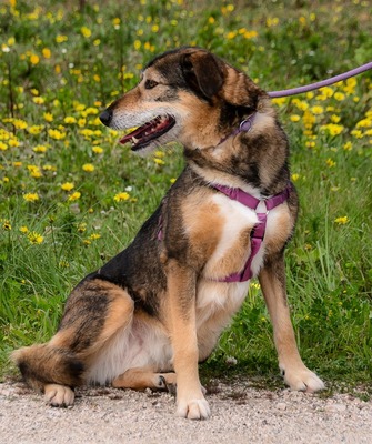 Emily – sucht nach Geborgenheit, Mischling - Hündin