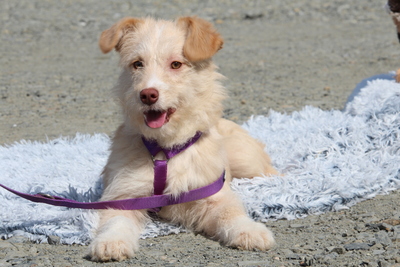 Emina, Mischling Welpen - Hündin