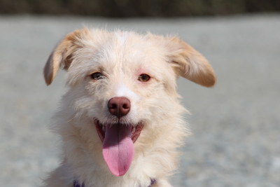 Emina, Mischling Welpen - Hündin