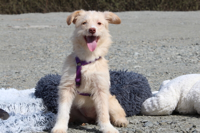 Emina, Mischling Welpen - Hündin