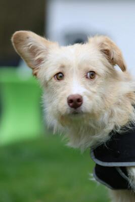 Emina, Mischling Welpen - Hündin