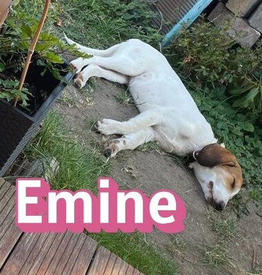Emine, Bracke - Hündin