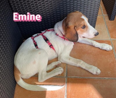 Emine, Bracke - Hündin