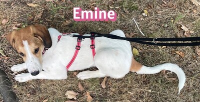 Emine, Bracke - Hündin