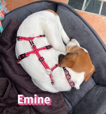 Emine, Bracke - Hündin