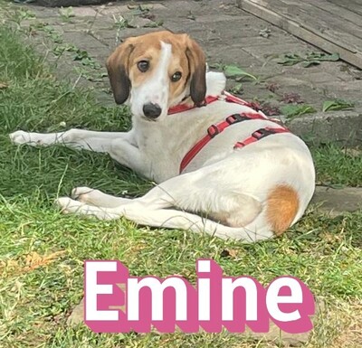Emine, Bracke - Hündin