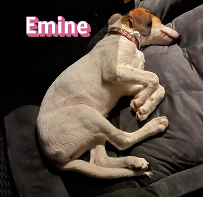 Emine, Bracke - Hündin