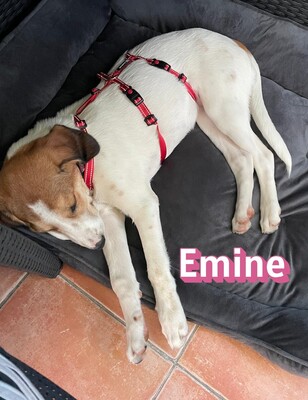 Emine, Bracke - Hündin