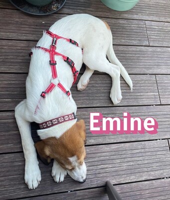 Emine, Bracke - Hündin