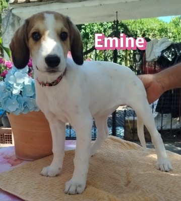 Emine, Bracke-Mix Welpen - Hündin