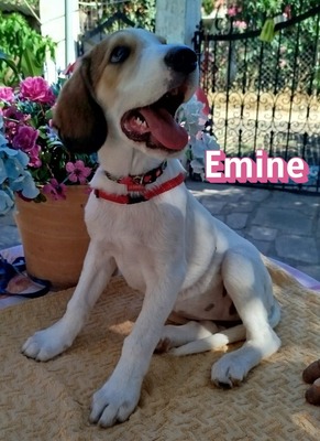 Emine, Bracke-Mix Welpen - Hündin