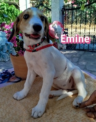 Emine, Bracke-Mix Welpen - Hündin