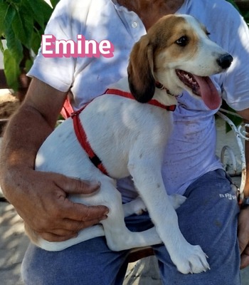 Emine, Bracke-Mix Welpen - Hündin