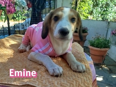 Emine, Bracke-Mix Welpen - Hündin