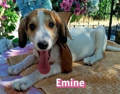 Emine, Bracke-Mix Welpen - Hündin
