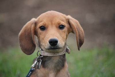 Emino, Mischling Welpen - Rüde