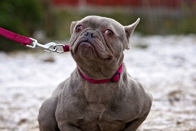 Emma, FRANZÖSISCHE BULLDOGGE - Hündin