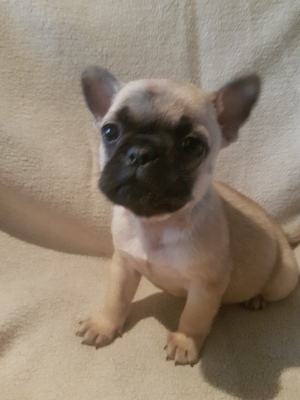 Emma, Frenchie Mix Welpen - Hündin