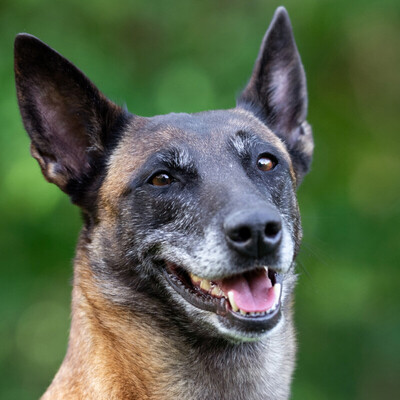 Emma Indiana, Malinois - Hündin