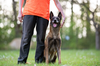 Emma Indiana, Malinois - Hündin
