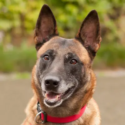 Emma Indiana, Malinois - Hündin