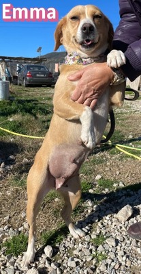 Emma, Mischling - Hündin