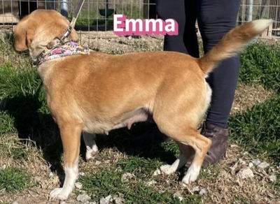 Emma, Mischling - Hündin