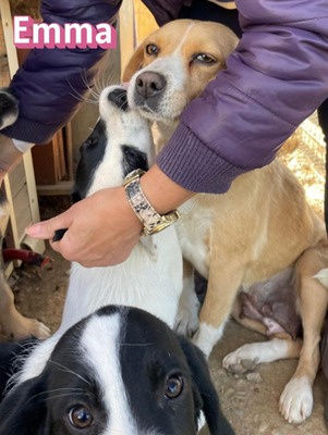Emma, Mischling - Hündin