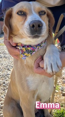 Emma, Mischling - Hündin
