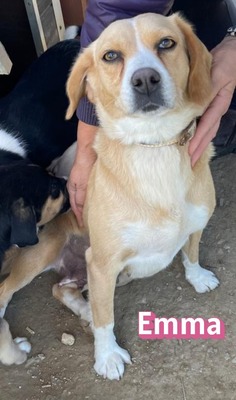 Emma, Mischling - Hündin