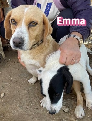 Emma, Mischling - Hündin