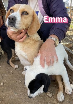 Emma, Mischling - Hündin