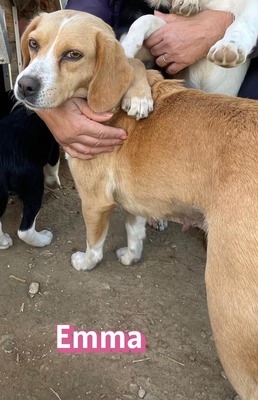 Emma, Mischling - Hündin
