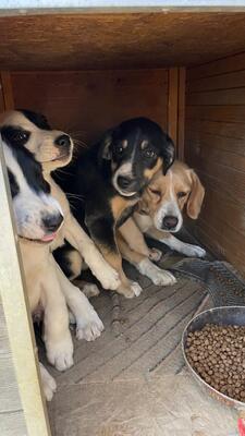 Emma, Mischling - Hündin