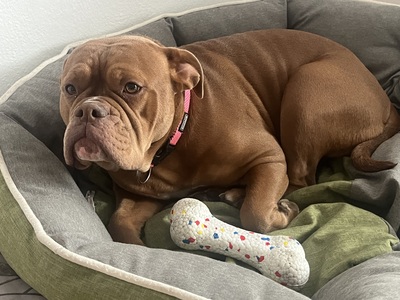 Emma, Old english Bulldog - Hündin