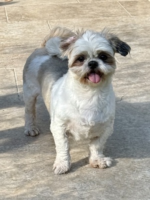 Emma, Shi Tsu - Mix - Hündin