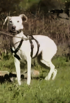 Emma – ein sensibles Hundemädchen, Mischling - Hündin