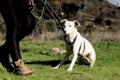 Emma – ein sensibles Hundemädchen, Mischling - Hündin