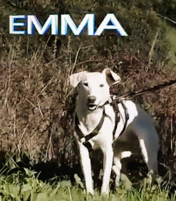 Emma – ein sensibles Hundemädchen, Mischling - Hündin