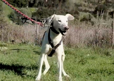 Emma – ein sensibles Hundemädchen, Mischling - Hündin