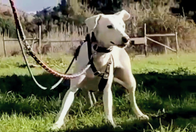 Emma – ein sensibles Hundemädchen, Mischling - Hündin