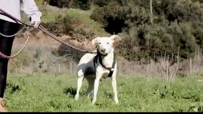 Emma – ein sensibles Hundemädchen, Mischling - Hündin