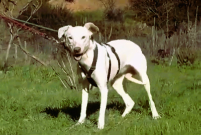 Emma – ein sensibles Hundemädchen, Mischling - Hündin