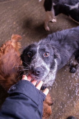 ✨ Emma – ein zartes Herz auf vier Pfoten sucht ihren Platz im Leben ✨, Mischling - Hündin