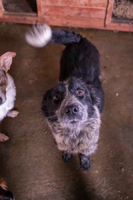 ✨ Emma – ein zartes Herz auf vier Pfoten sucht ihren Platz im Leben ✨, Mischling - Hündin