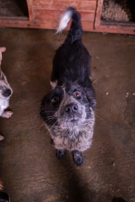 ✨ Emma – ein zartes Herz auf vier Pfoten sucht ihren Platz im Leben ✨, Mischling - Hündin