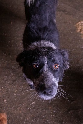 ✨ Emma – ein zartes Herz auf vier Pfoten sucht ihren Platz im Leben ✨, Mischling - Hündin