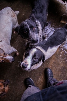 ✨ Emma – ein zartes Herz auf vier Pfoten sucht ihren Platz im Leben ✨, Mischling - Hündin