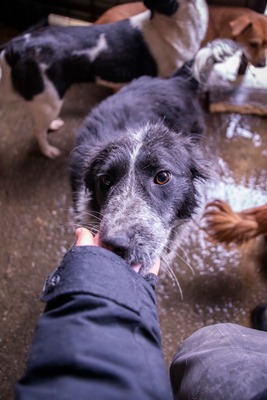 ✨ Emma – ein zartes Herz auf vier Pfoten sucht ihren Platz im Leben ✨, Mischling - Hündin